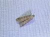 Ephestia sp.